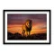 Tablou cu lei - Lion King, tablou cu animale înrămat, forța, eleganța și energia naturii direct în spațiul tău