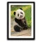 Tablou urs panda - Panda Baby, tablou cu animale înrămat, decor modern și relaxant