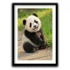 Tablou urs panda - Panda Baby, tablou cu animale înrămat, decor modern și relaxant