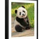 Tablou urs panda - Panda Baby, tablou cu animale înrămat, decor modern și relaxant