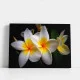 Tablou cu Flori pentru Dormitor - Plumeria Alb cu Galben, Eleganță Exotică