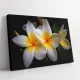 Tablou cu Flori pentru Dormitor - Plumeria Alb cu Galben, Eleganță Exotică