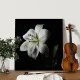 Crin alb - Tablou floral