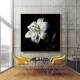 Crin alb - Tablou floral