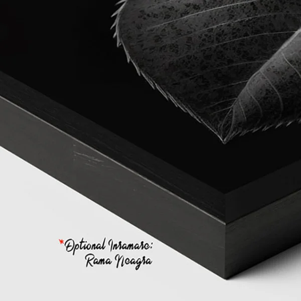 Tablou Modern Alb-Negru - Trandafirul Negru, Minimalist și Rafinat