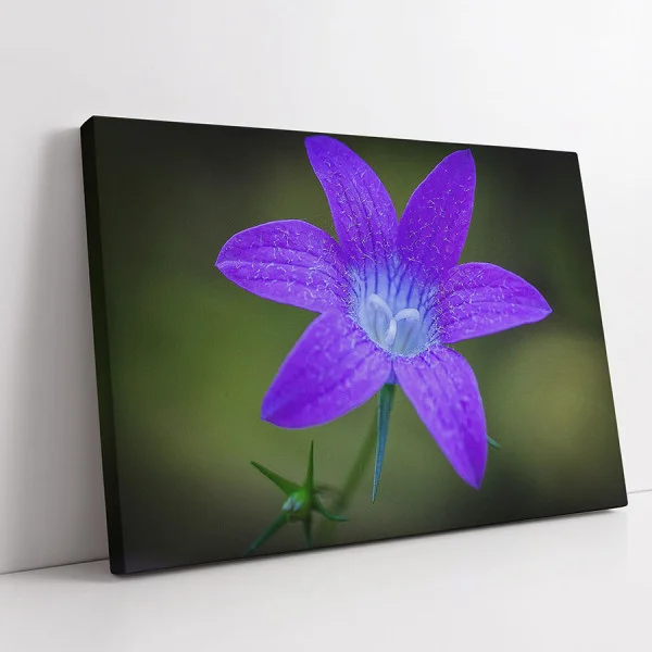 Clopoțel Violet - Adriana Pana