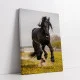 Pegasus - Cami Voinea