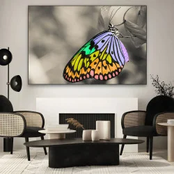 Fluture multicolor - Tablou Fluturi