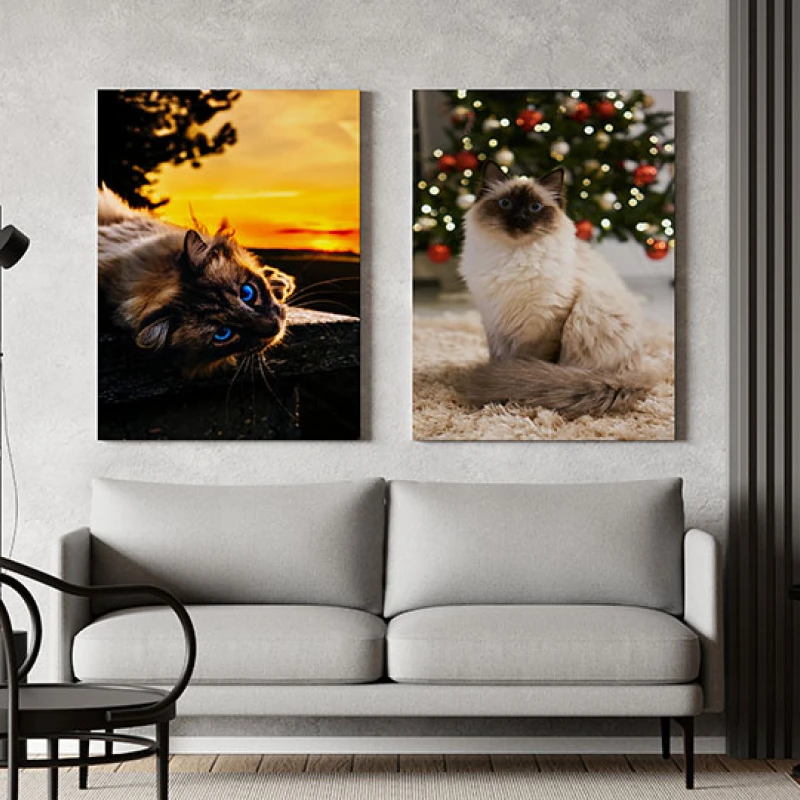 Blue Eyes - Set 2 Tablouri