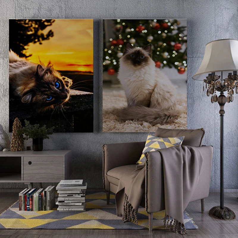 Blue Eyes - Set 2 Tablouri