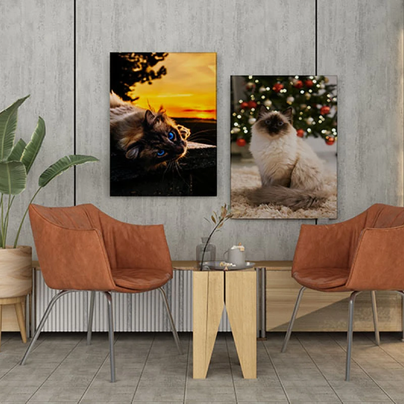 Blue Eyes - Set 2 Tablouri