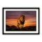 Lion King - Tablou fauna