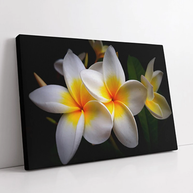 Plumeria Alb cu Galben - Tablou floral