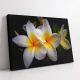 Plumeria Alb cu Galben - Tablou floral