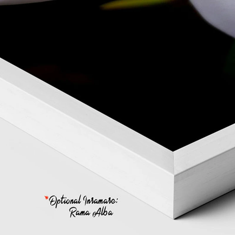 Plumeria Alb cu Galben - Tablou floral