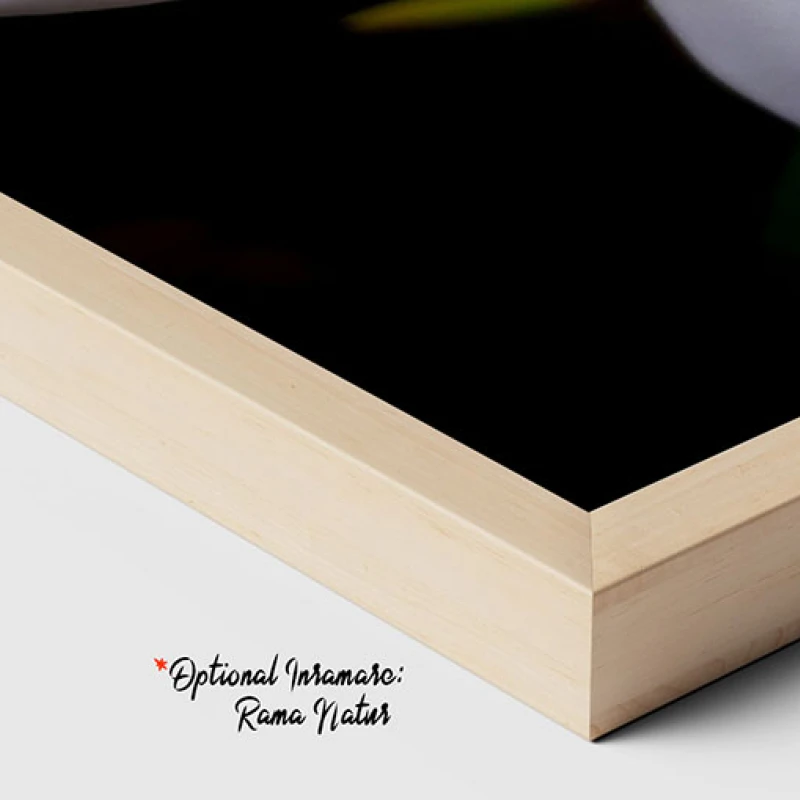 Plumeria Alb cu Galben - Tablou floral