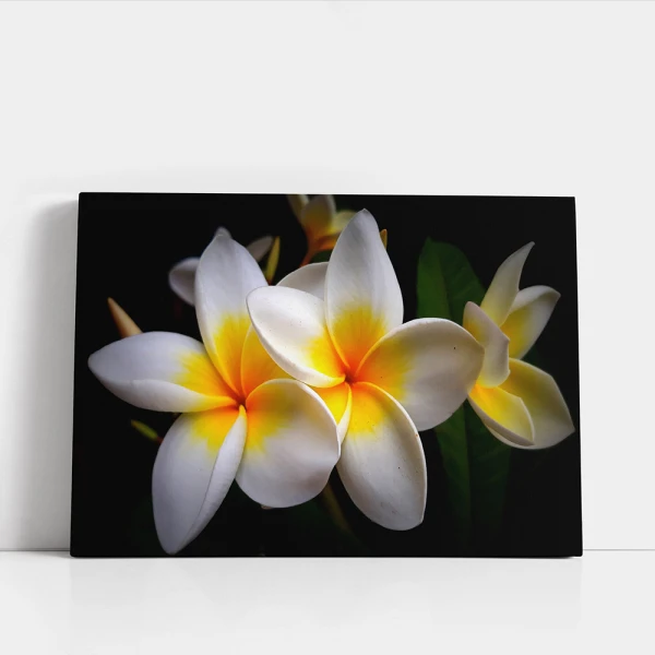 Tablou cu Flori pentru Dormitor - Plumeria Alb cu Galben, Eleganță Exotică