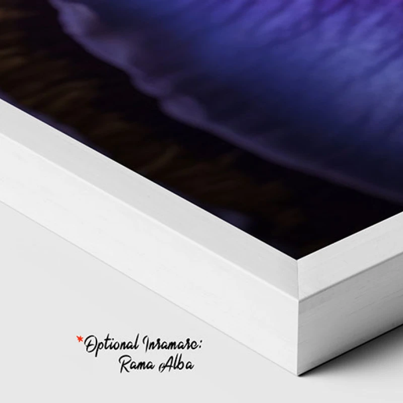 Orhidee Mov - Tablou floral