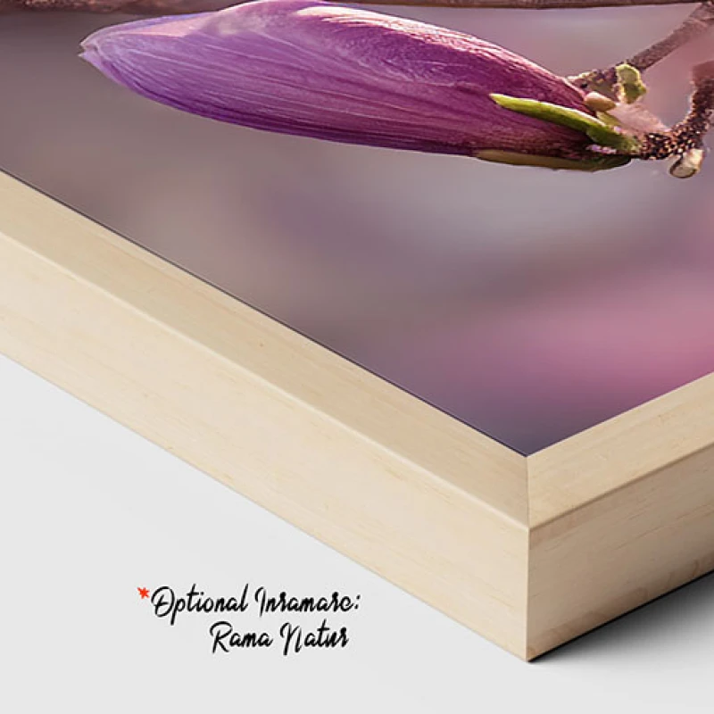 Arcade Violet - Tablou cu flori