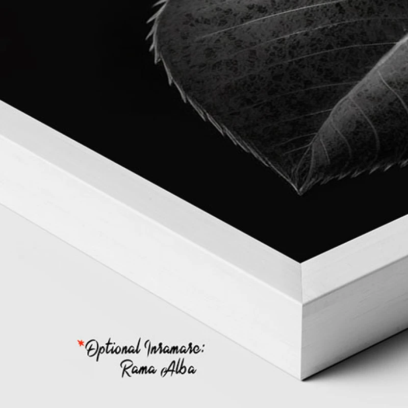 Trandafirul Negru - Tablou cu flori