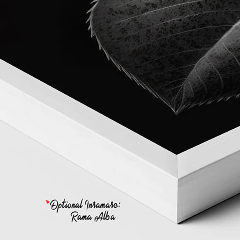 Tablou Modern Alb-Negru - Trandafirul Negru, Minimalist și Rafinat