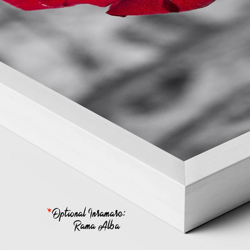 Reflexii de Purpura - Tablou Alb Rosu