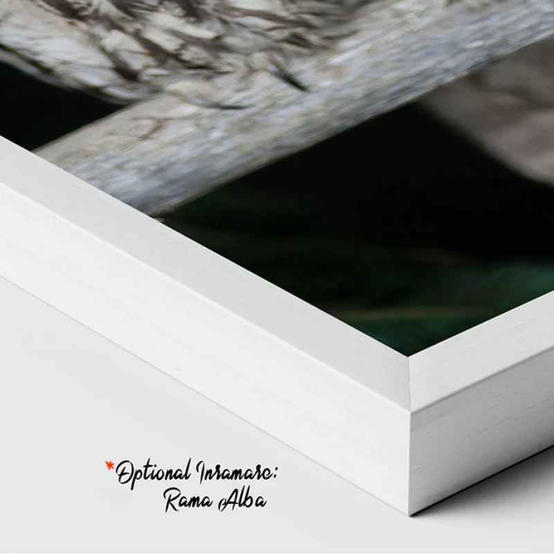 Simbolul Înțelepciunii - Adriana Pana