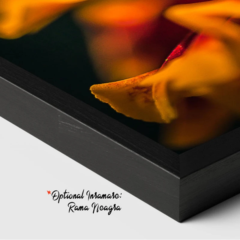 Perpetuarea Vieții - Adriana Pana