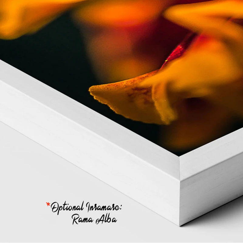 Perpetuarea Vieții - Adriana Pana