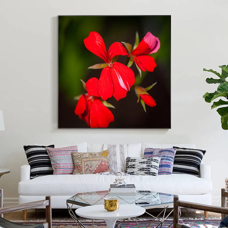 Mușcate Tiroleze - Adriana Pana