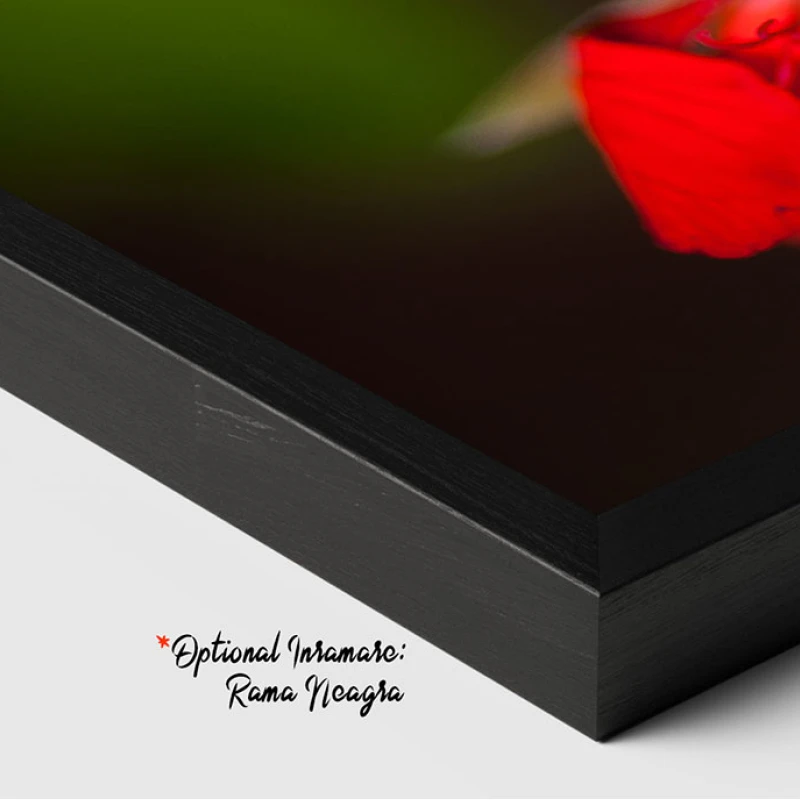 Mușcate Tiroleze - Adriana Pana