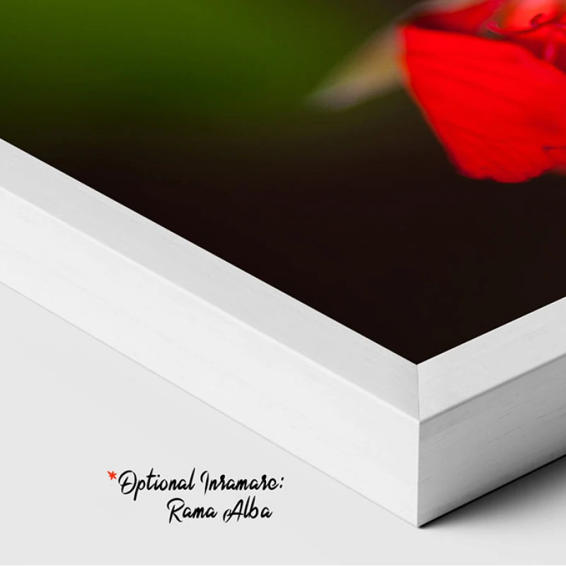 Mușcate Tiroleze - Adriana Pana