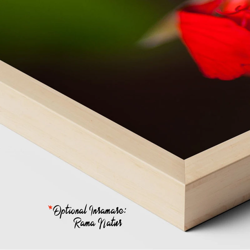 Mușcate Tiroleze - Adriana Pana