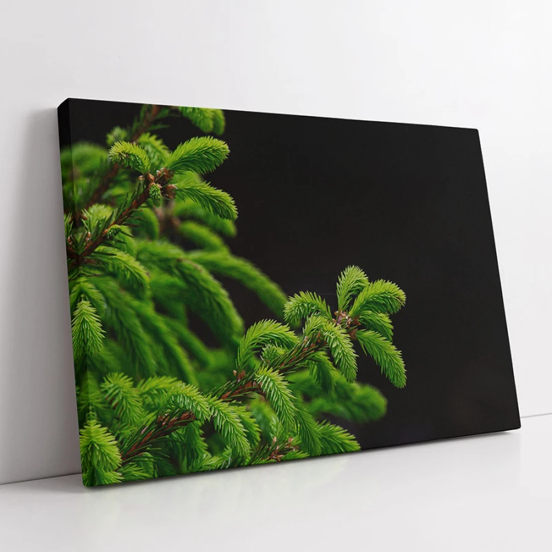Verde Crud - Adriana Pana