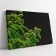 Verde Crud - Adriana Pana