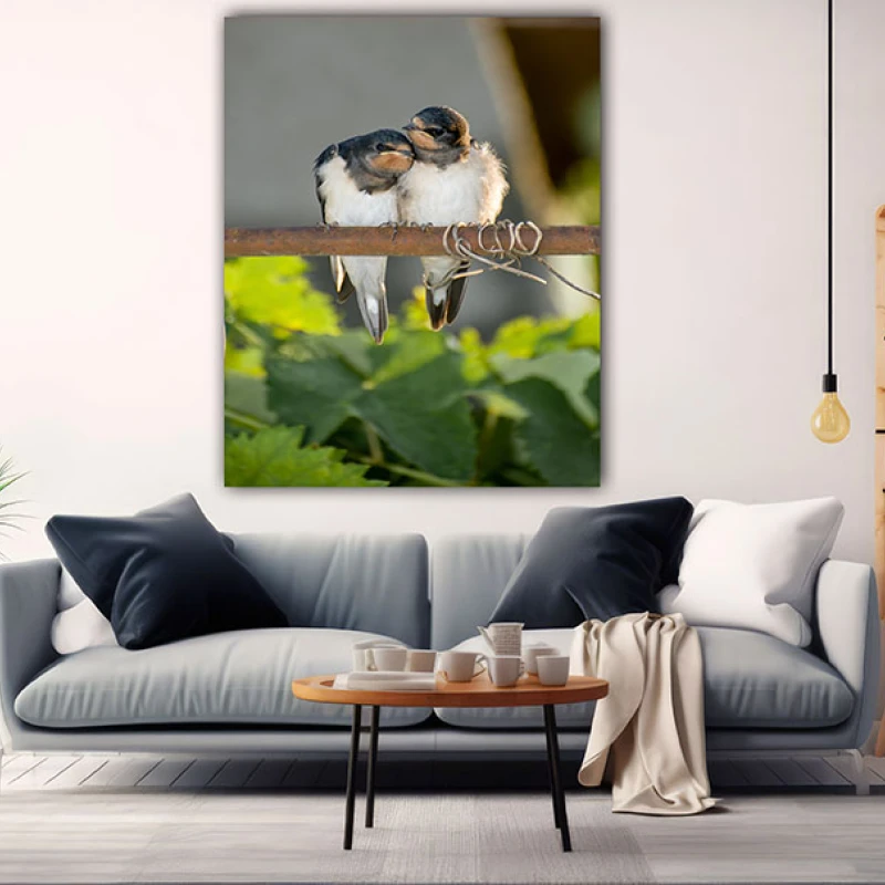 Afecțiune Pe o Crenguță - Cami Voinea