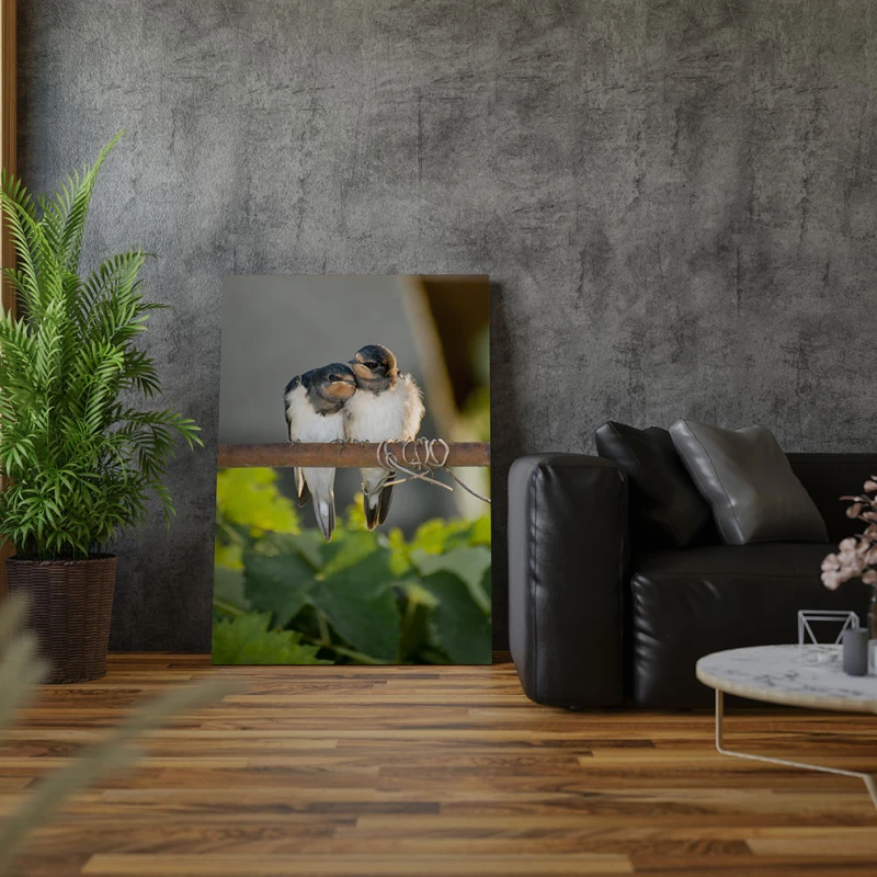 Afecțiune Pe o Crenguță - Cami Voinea