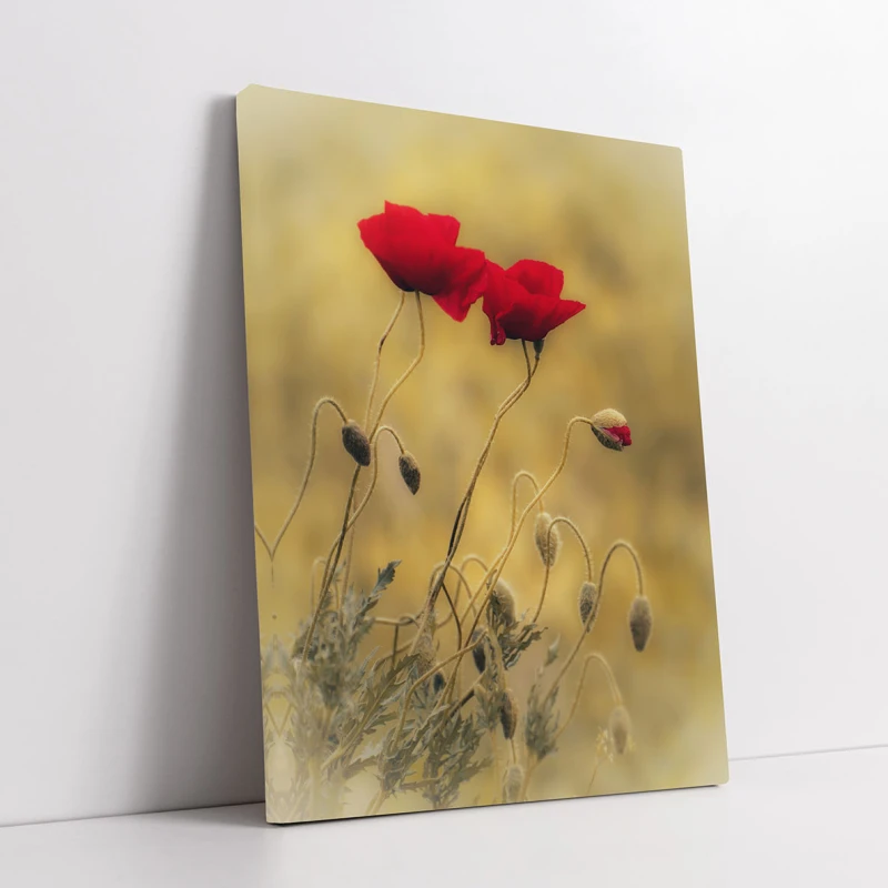 Alchimia Rosului Aprins - Cami Voinea