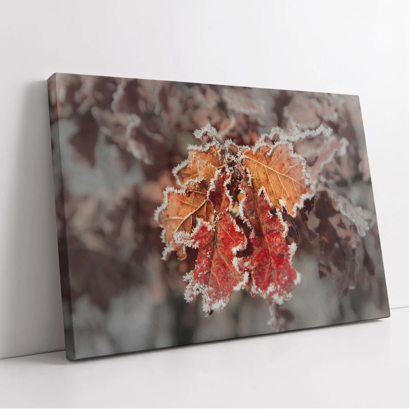 Dantela din Zăpadă - Cami Voinea