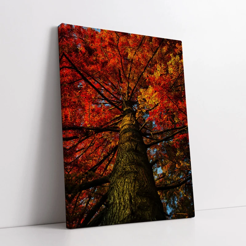 Ecoul Poeziei Toamnei - Cami Voinea