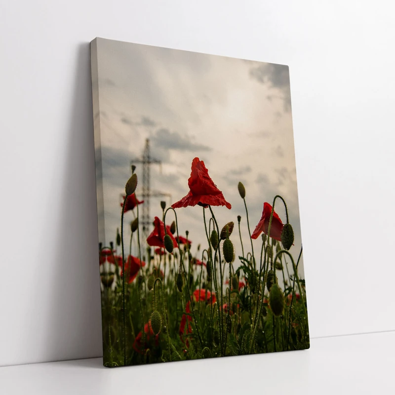 Frumusețea Euforică de După Ploaie - Cami Voinea Frumusețea Euforică de După Ploaie - Cami Voinea