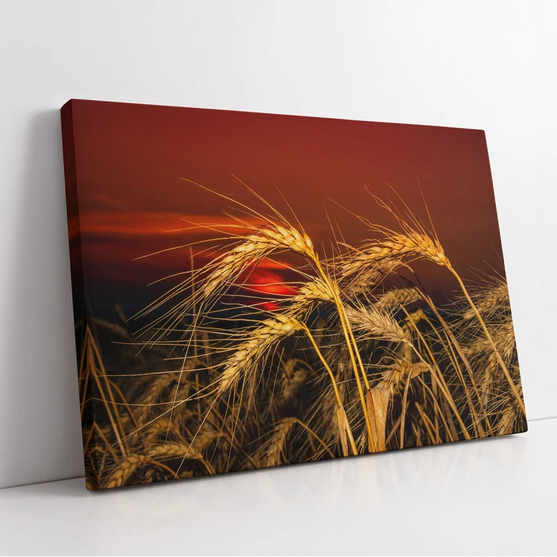 Pâine de Mâine - Cami Voinea