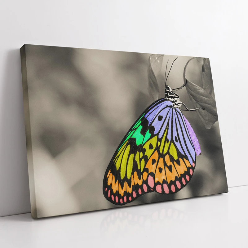 Fluture multicolor - Tablou Fluturi