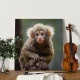 Cute monkey - Tablou Animale Salbatice