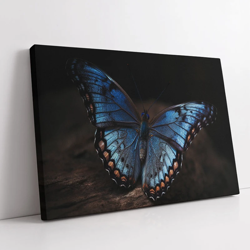 Un Fluture Albastru - Tablou Fluturi