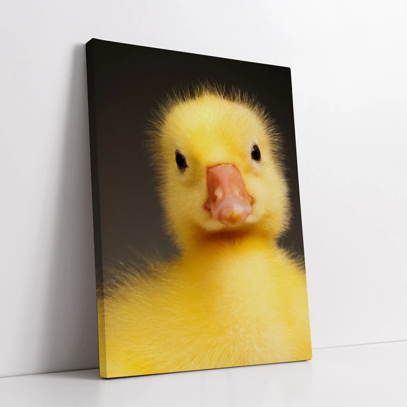 Adorabil și Pufos - Tablou Păsări